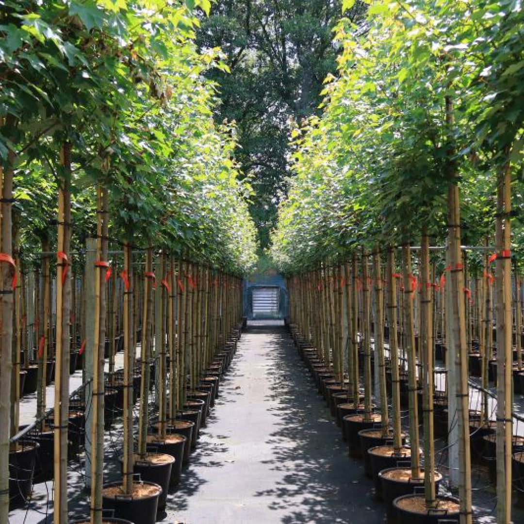 Acer rubrum 'Brandywine'