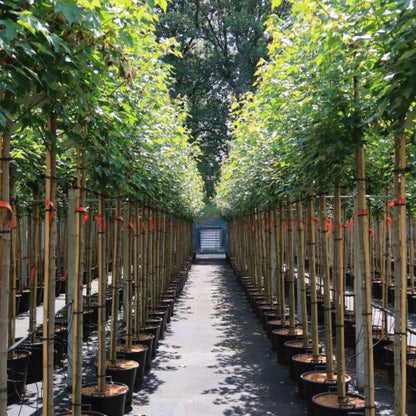 Acer rubrum 'Brandywine'