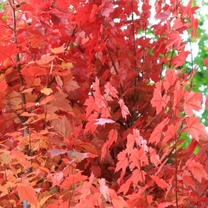 Acer rubrum 'Brandywine'