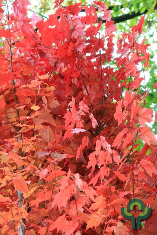 Acer rubrum 'Brandywine'