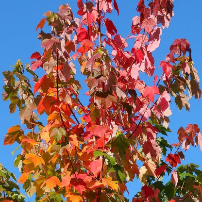 Acer rubrum Red Sunset