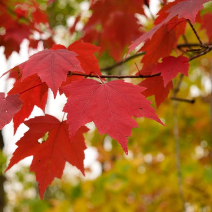 Acer rubrum Red Sunset