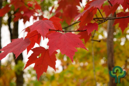 Acer rubrum Red Sunset