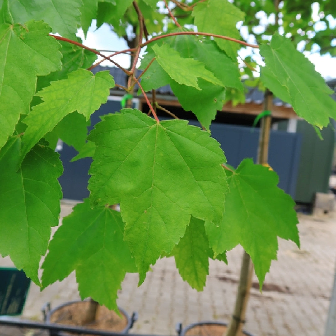 Acer rubrum 'Scanlon'