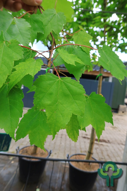 Acer rubrum 'Scanlon'