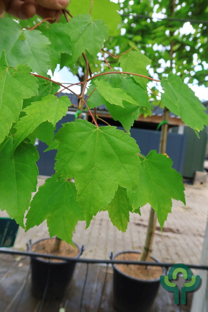 Acer rubrum 'Scanlon'