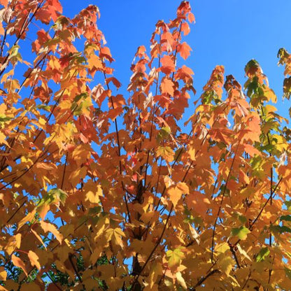 Acer rubrum 'Scanlon'