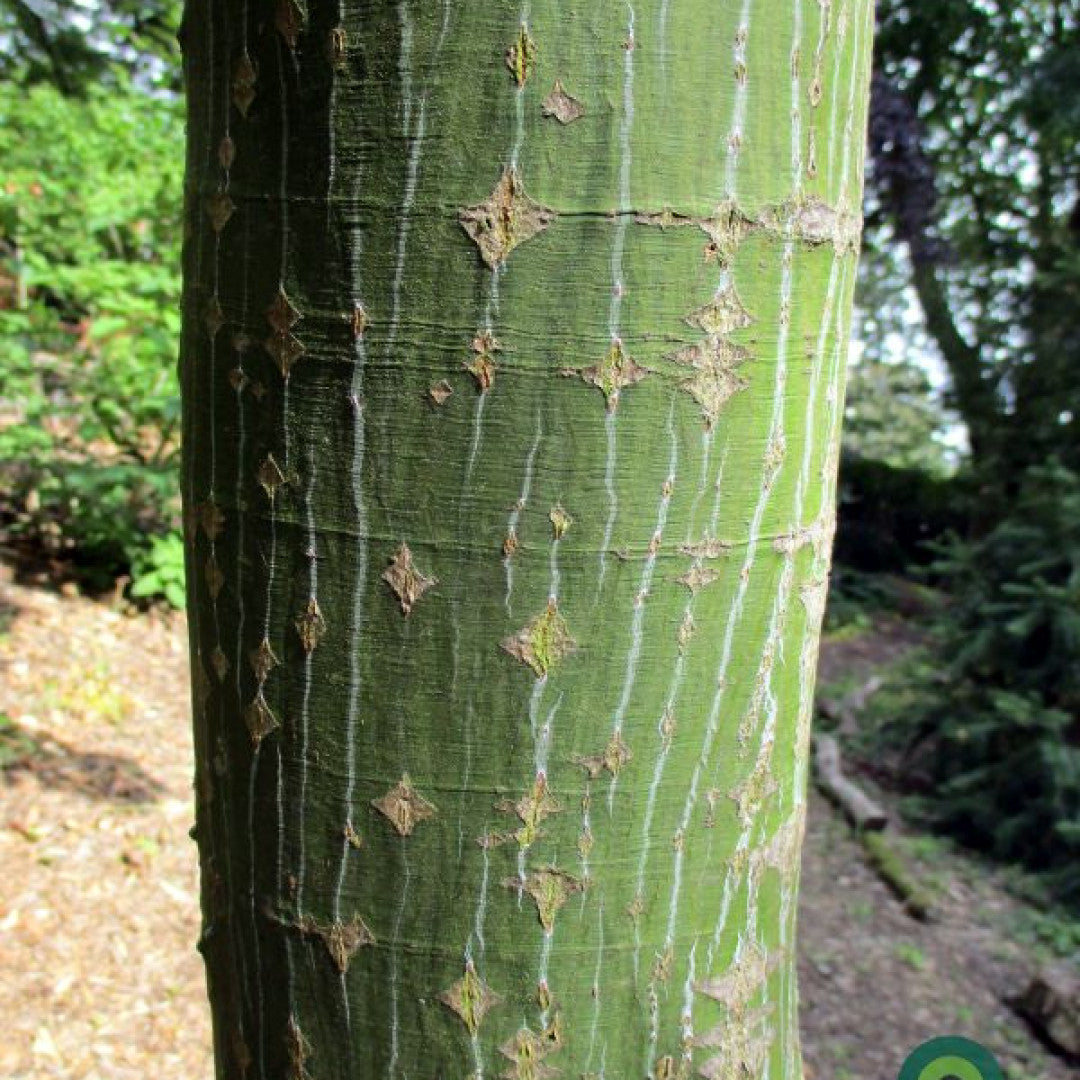 Acer rufinerve