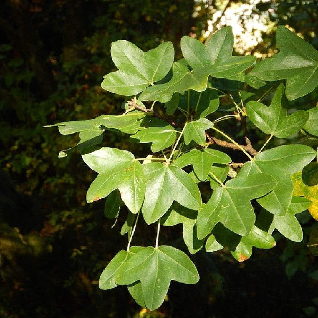 Acer monspessulanum