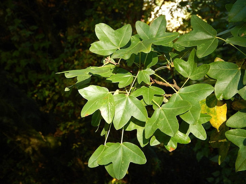 Acer monspessulanum