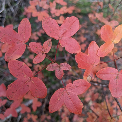 Acer monspessulanum