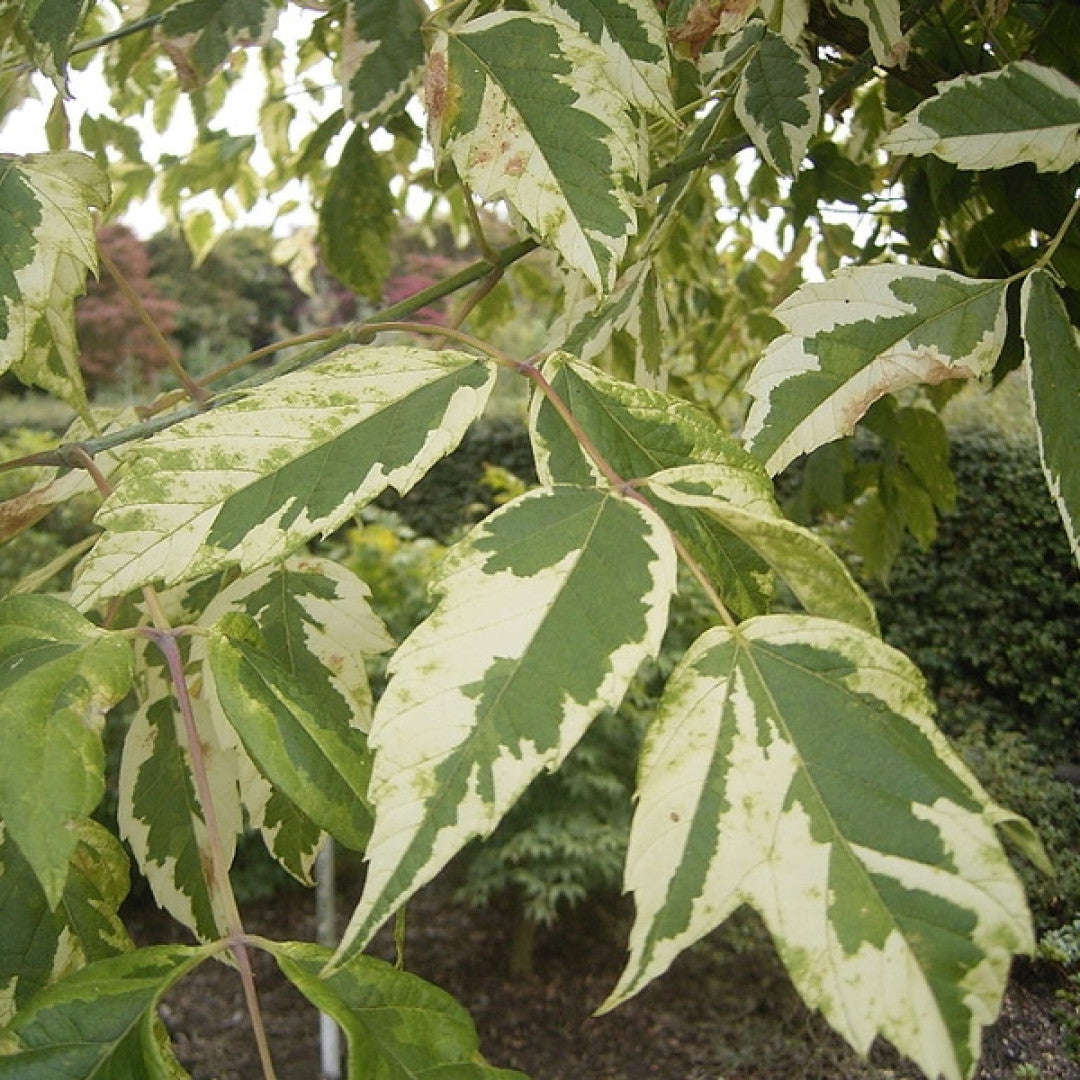 Acer negundo 'Aureomarginatum'