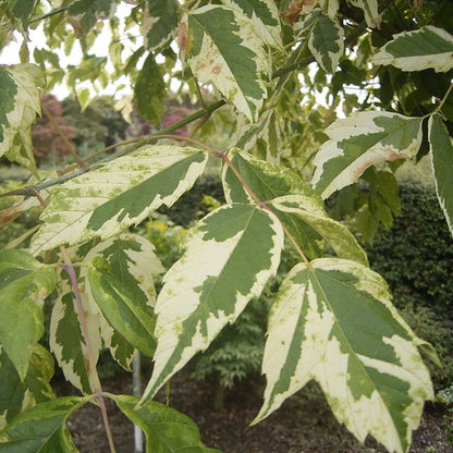Acer negundo 'Aureomarginatum'