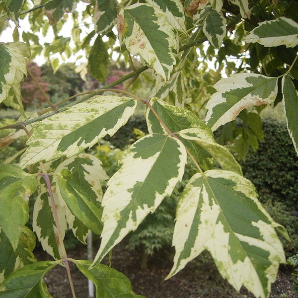 Vederesdoorn (Acer negundo) 'Aureomarginatum'