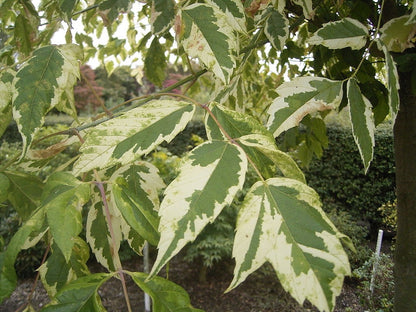 Acer negundo 'Aureomarginatum'