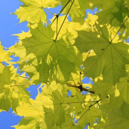 Acer platanoides Princeton Gold