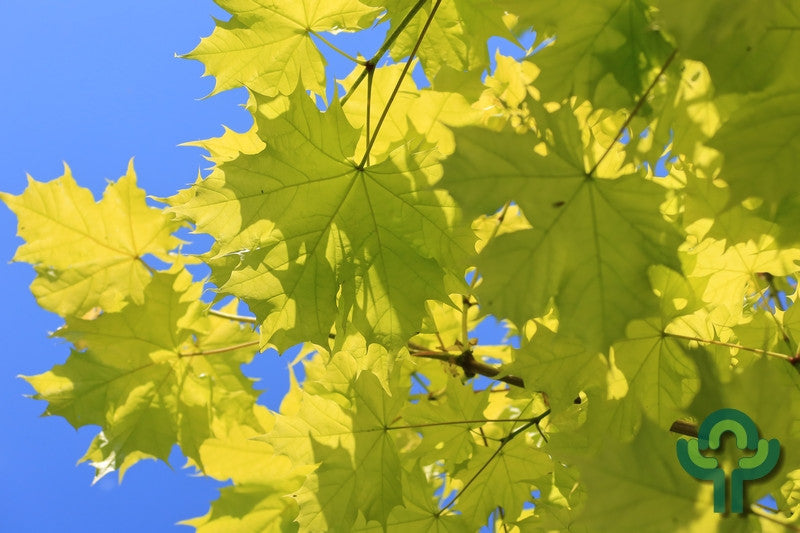 Acer platanoides Princeton Gold