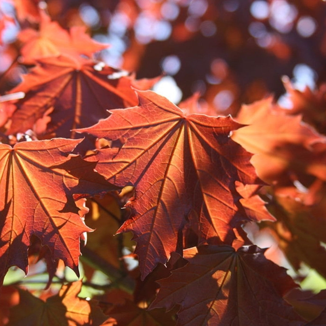 Acer platanoides 'Crimson Sentry'