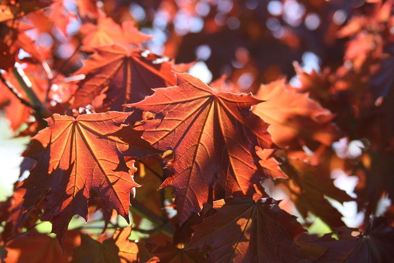 Acer platanoides 'Crimson Sentry'