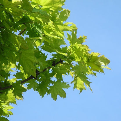 Acer platanoides 'Globosum'