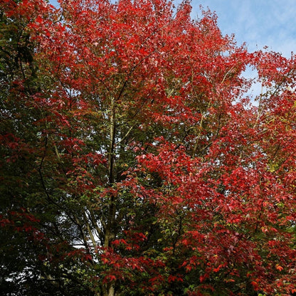 Acer rubrum 'Scanlon'