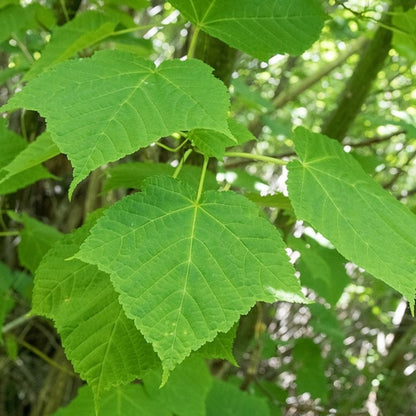 Acer rufinerve