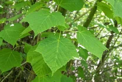 Acer rufinerve