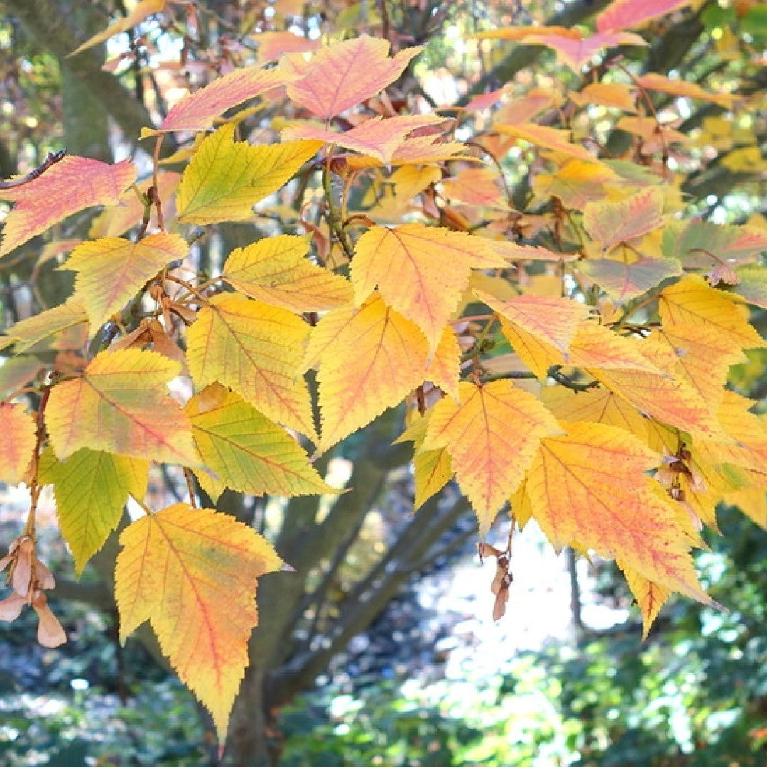 Acer rufinerve