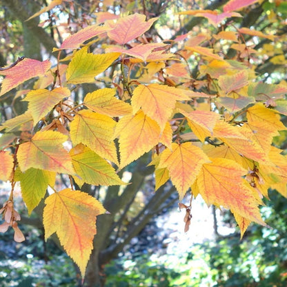 Acer rufinerve