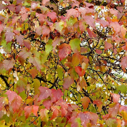 Acer tataricum ginnala