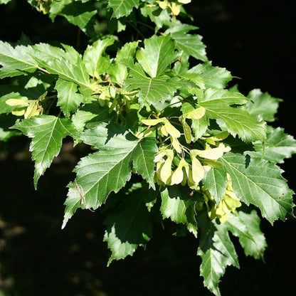 Acer tataricum ginnala
