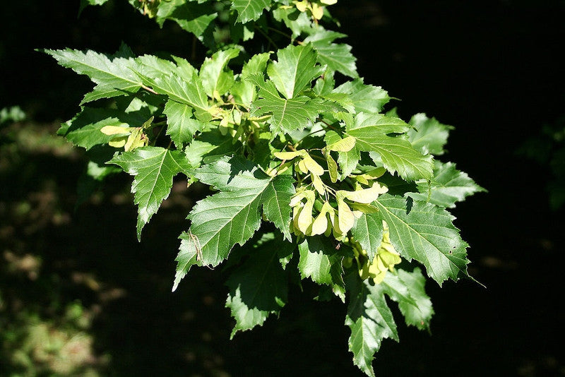 Acer tataricum ginnala
