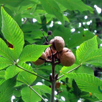 Aesculus arnoldiana