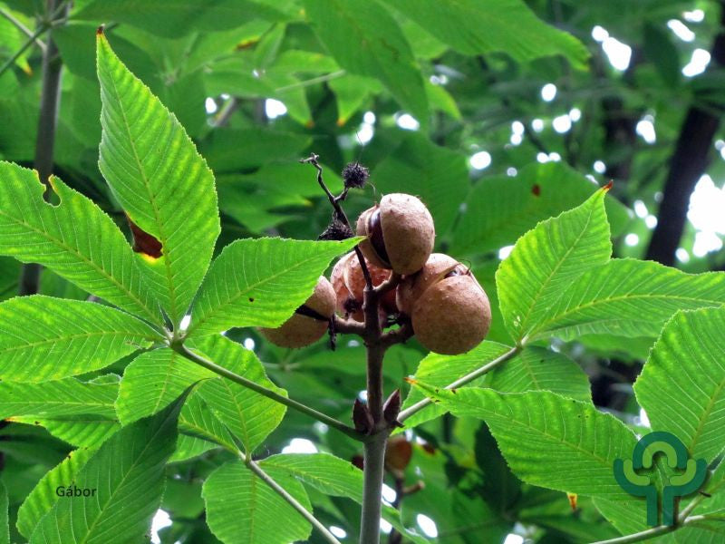 Aesculus arnoldiana