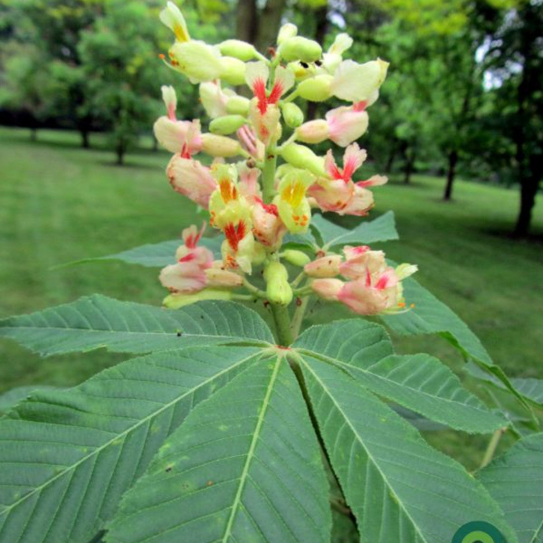 Aesculus arnoldiana