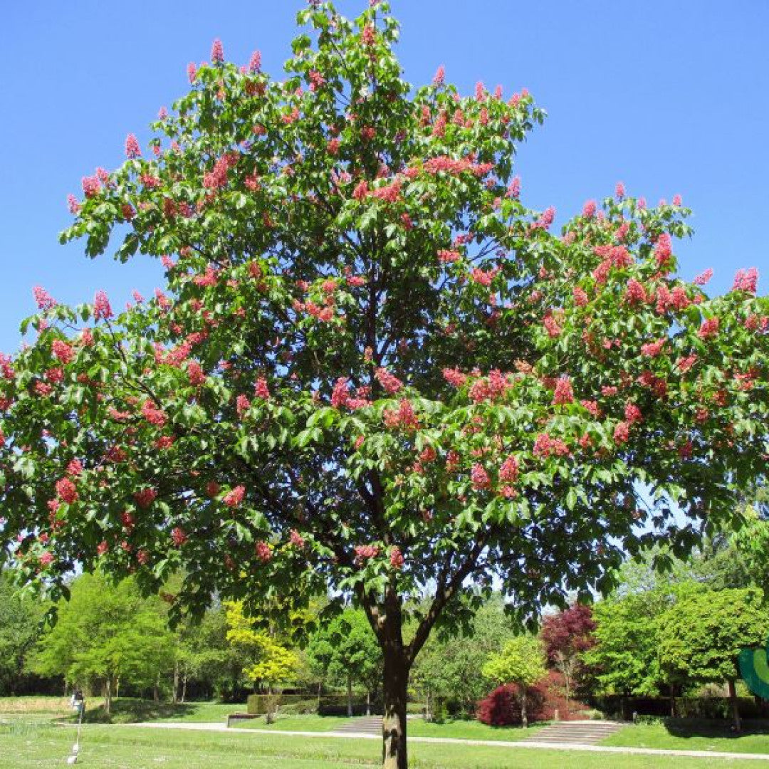 Aesculus carnea 'Briotii'
