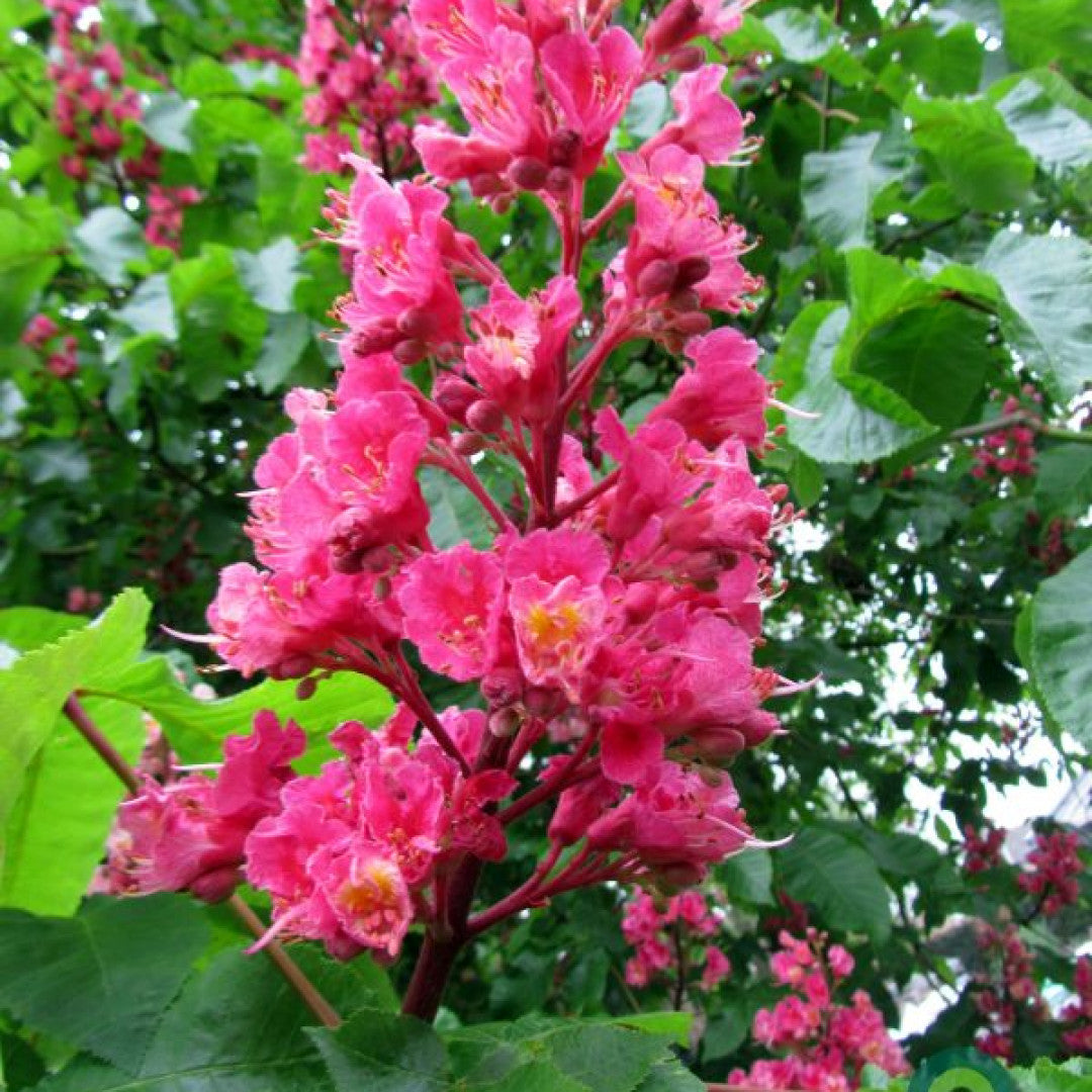 Aesculus carnea 'Briotii'