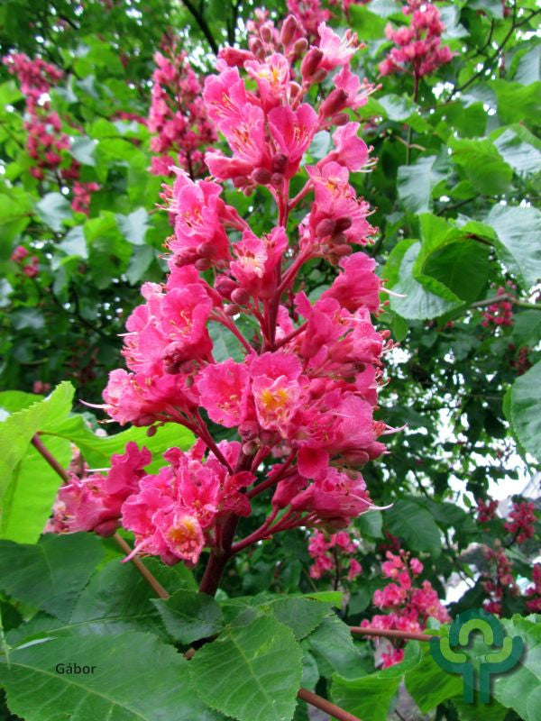 Aesculus carnea 'Briotii'