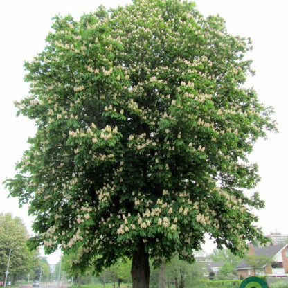 Aesculus hippocastanum 'Baumannii'