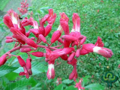 Aesculus pavia 'Atrosanguinea'