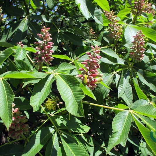 Aesculus pavia 'Rosea Nana'