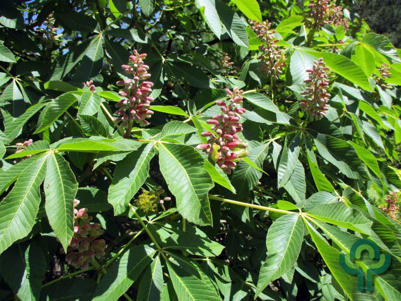 Aesculus pavia 'Rosea Nana'