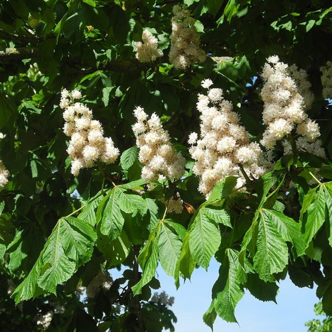 Aesculus hippocastanum 'Baumannii'