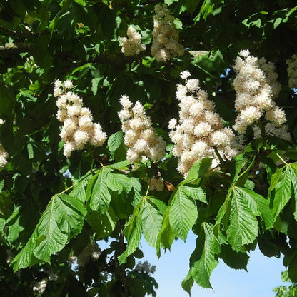 Aesculus hippocastanum 'Baumannii'