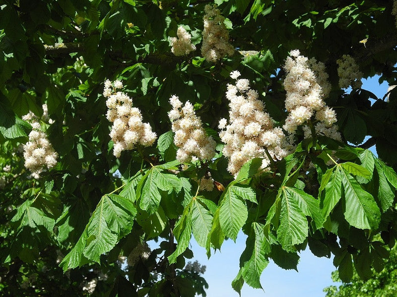Aesculus hippocastanum 'Baumannii'