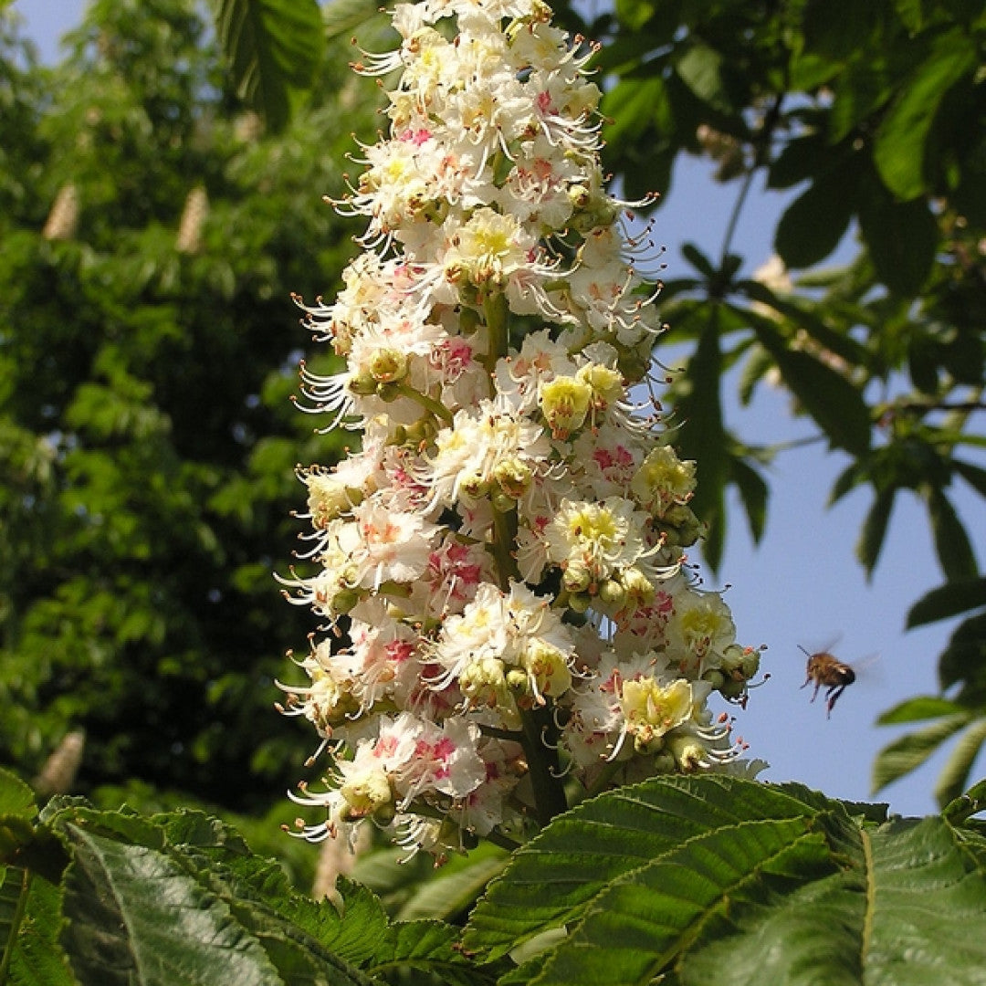 Aesculus hippocastanum