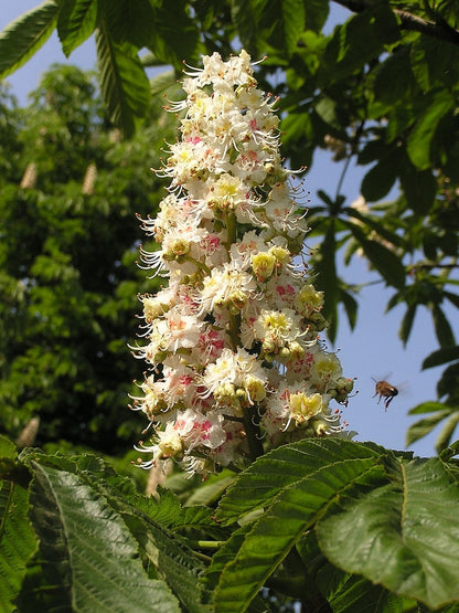 Aesculus hippocastanum