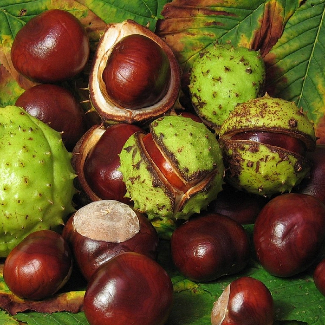 Paardenkastanje (Aesculus hippocastanum)