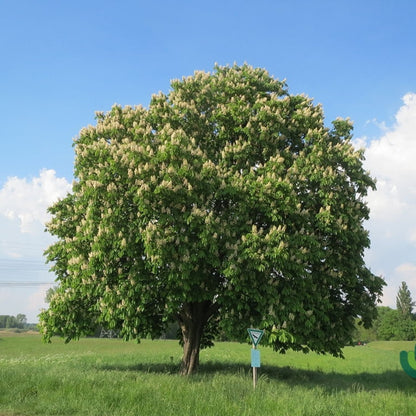 Aesculus hippocastanum