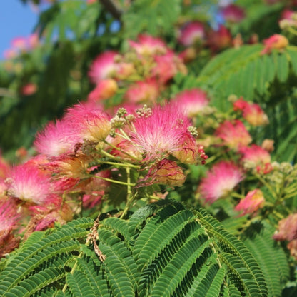 Albizia julibrissin Tropical Dream